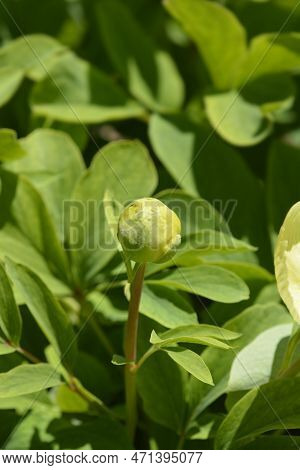 Mlokosewitchs Peony Flower Bud In The Spring