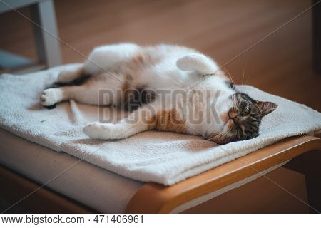 Domestic Color Cat Turned Into A Hunter, Hunting A Mouse And Having It For Lunch. Close-up Of The Ca