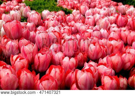 Thousands Of Bright Pink Tulips At Goztepe Park During The Tulip Festival In Istanbul, Turkey