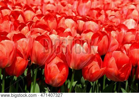 Thousands Of Bright Red Tulips At Goztepe Park During The Tulip Festival In Istanbul, Turkey