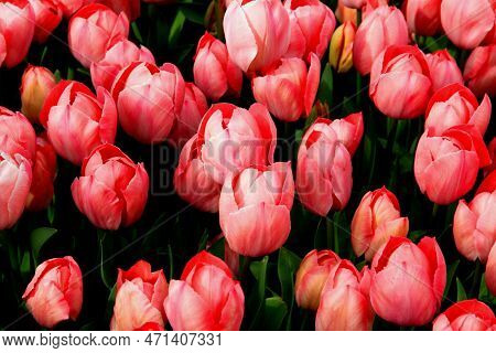 Bright Pink Tulips At Goztepe Park During The Tulip Festival In Istanbul