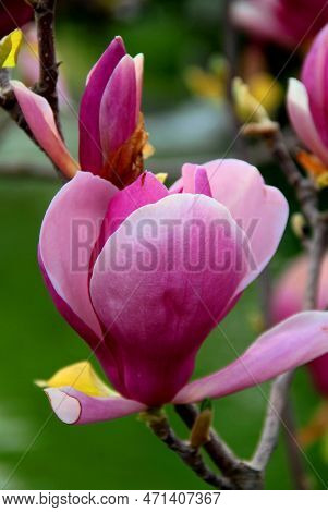 Beautiful Pink Magnolia On A Blurred Background In Goztepe Park In Istanbul, Turkey