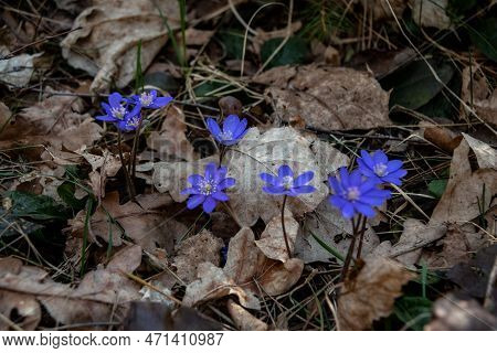 The First Spring Forest Flowers Are Blue Snowdrops, Touching And Tender Against The Background Of Le