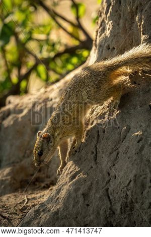 Close-up Of Smith Bush Squirrel On Mound