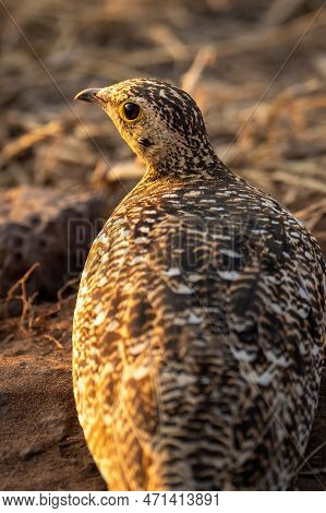 Close-up Of Water Thick-knee Staring At Camera