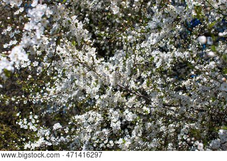 Spring Cherry Blossoms. A Tree With Lush White Flowers In Spring