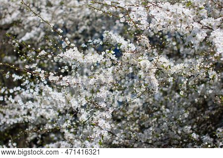 Spring Cherry Blossoms. A Tree With Lush White Flowers In Spring