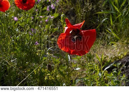 Poppy Flower And Bee In The Green Grass