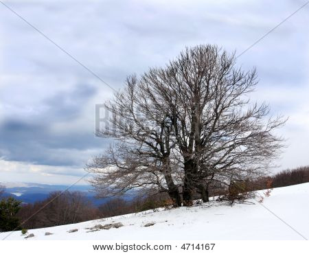 Tree In Mountains