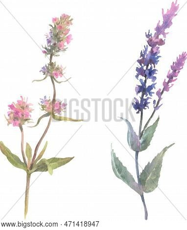 Watercolor Vector Branch With Flowers Of Plant Sage And Thyme Isolated On White.