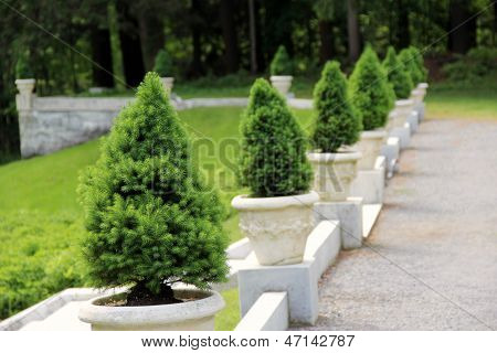 Řada klečí v mramorové plantážníci