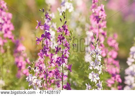 Delphinium Elatum Close Up Background. Multicolored Larkspur Flowers, Blue, Pink Flowers Grows In Th