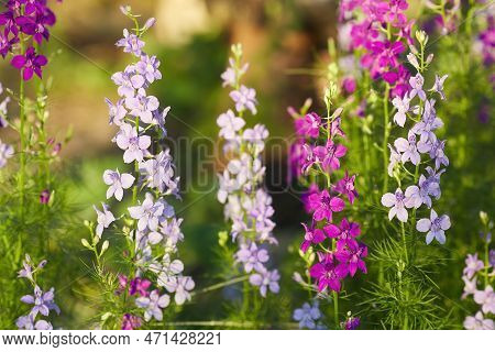 Delphinium Elatum Close Up Background. Multicolored Larkspur Flowers, Blue, Pink Flowers Grows In Th
