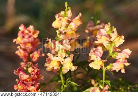 Delphinium Elatum Close Up Background. Multicolored Larkspur Flowers. Delphinium Putple, Blue, Pink 