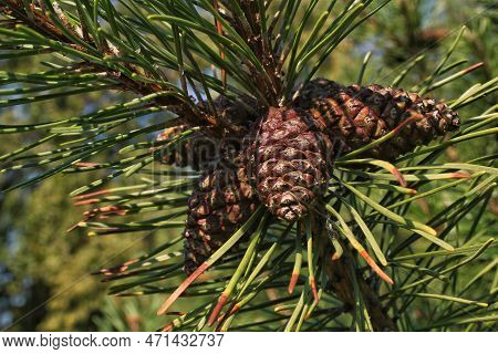 Cone Of Mountain Pine Tree Pinus Mugo With Buds, Long Branch And Coniferous. Mughus Pumilio Cultivar