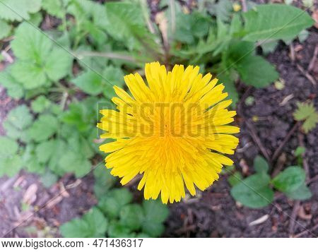 Dandelion In The Grass. Yellow Dandelion Flower. Green Grass. Close-up. Spring Green. Spring Mood.