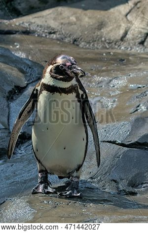 The Humboldt Penguin Is A Medium-sized Penguin. It Lives In South America, Its Range Mainly Includes