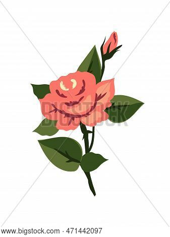 Vector Rose Flower On White Background. Red,  Pink And Green. Floral Graphic Design Element. Ukraini