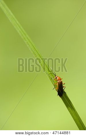 Orange And Black Insect Coleopteron