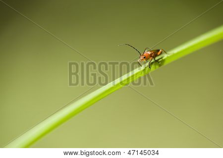 Orange And Black Insect Coleopteron
