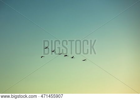 A Flock Of Birds Flying South In The Evenig Sky