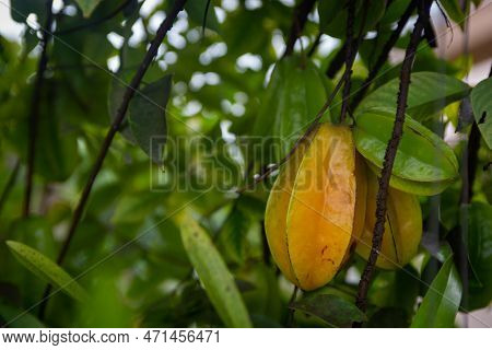 Starfruits With Young Ones And Ripe Ones