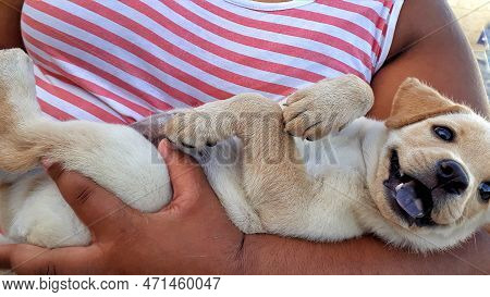 Puppy In Lap Giving A Cute Smile