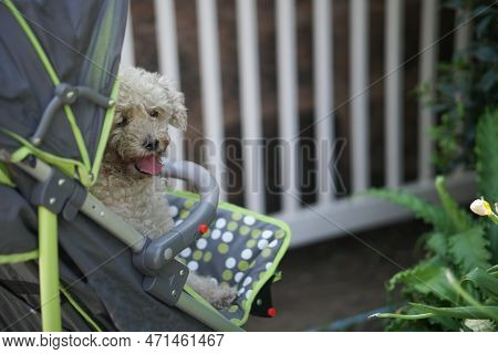 Dog In Trolly In Park.