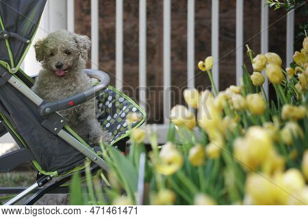 Dog In Trolly In Park.