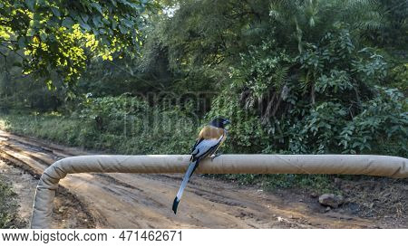 The Bird Urraca Vagabunda Sat Down On The Handrail Of The Car. Profile View. Bright Orange-black-whi