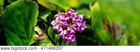 Blooming Pink Bergenia Flower On A Green Background On A Sunny Day Macro Photography. Fresh Elephant