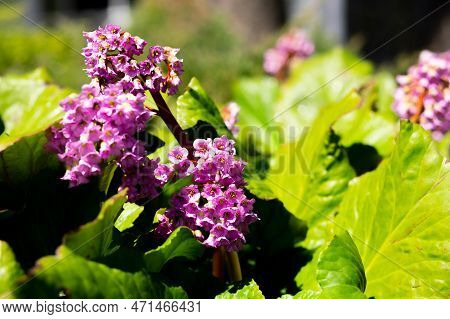 Blooming Pink Bergenia Flower On A Green Background On A Sunny Day Macro Photography. Fresh Elephant