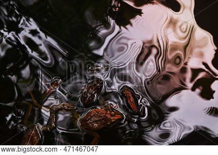 Three Brown Frogs Swim On Body Of Water.