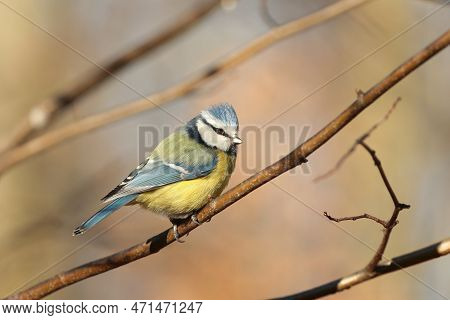 Blue tit bird Nature tree branch pet animal Nature background Nature animal pet Nature pet Nature birdie sunset Nature pet birds Nature animal Nature background animal titmouse Nature pet background autumn Nature background passerine Nature background.