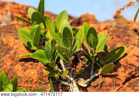 Green Plants On The Red Rock. Waterberg Plateau National Park, Kalahari, Otjiwarongo, Namibia, Afric