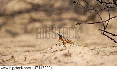 Ground Agama (agama Aculeata) Kgalagadi Transfrontier Park, South Africa.