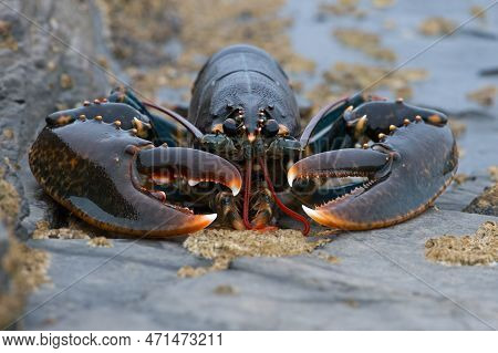 European Lobster (homarus Gammarus) On A Barnacle Encrusted Rock