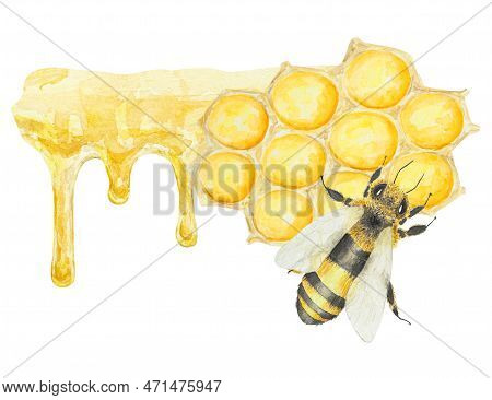 Watercolor Hand Drawn Bee Isolated On White Background