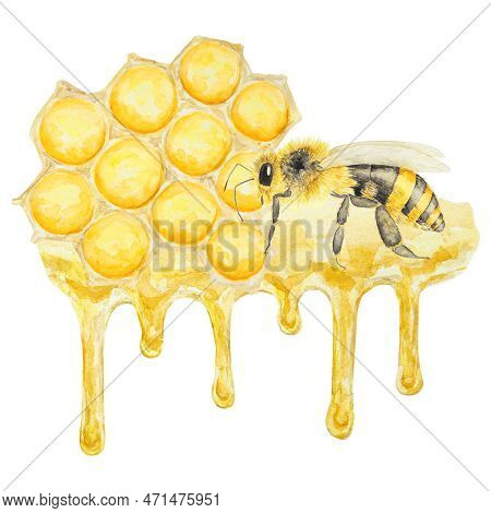 Watercolor Hand Drawn Bee Isolated On White Background