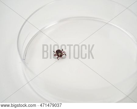 Examining Infectious Dermacentor Dog Tick Parasite Spider Insect Macro, In A Glass Box On A White Ba