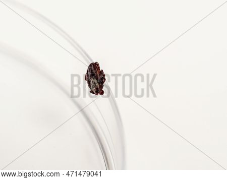 Examining Infectious Dermacentor Dog Tick Parasite Spider Insect Macro, In A Glass Box On A White Ba