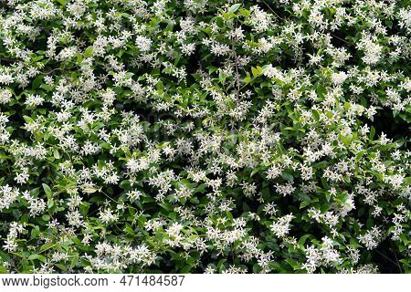 Bushes Of Blooming Scented Jasminum Officinale. Common Jasmine During Flowering In Spring.
