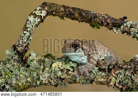 Mission Golden-eyed Tree Frog (trachycephalus Resinifictrix) On Lichen Covered Branch