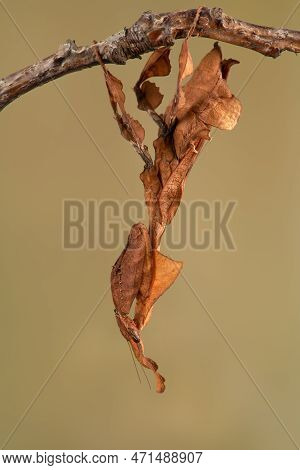Ghost Mantis (phyllocrania Paradoxa) Showing Leaf Like Camouflage