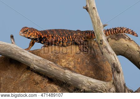Uromastyx Geyri Lizard Climbing Twisted Branch Over Rock