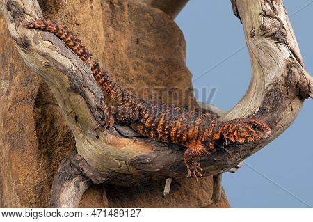 Uromastyx Geyri Lizard Climbing Twisted Branch Over Rock