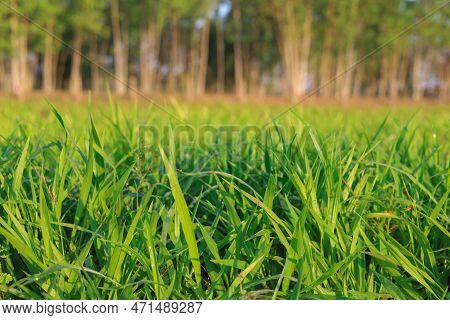 Ruzi Grass For Feeding Animal, Brachiaria Ruziziensis