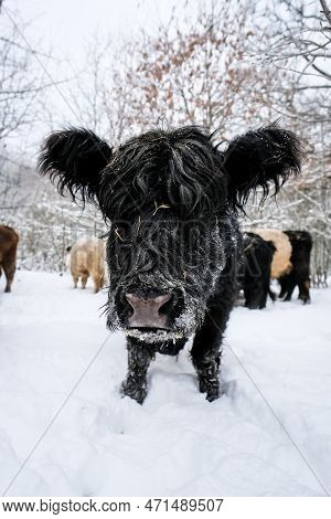 Galloway Cattle Breed Cows In Winter. Selective Focus