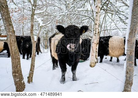 Galloway Cattle Breed Cows In Winter. Selective Focus