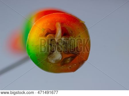 Color Pepper Seeds With The Macro View